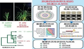 找回水稻“祖先”基因 有助培育更优异的水稻品种