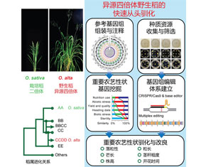 异源四倍体野生稻快速重新驯化