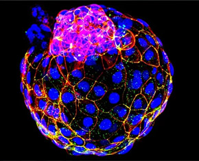 科学家乐成在实验室中构建人类早期胚胎样结构