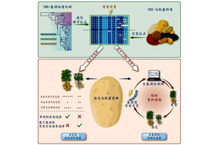 绘制首个马铃薯有害突变的基因二维图谱：我国马铃薯育种基础理论和手艺进入天下领先水平