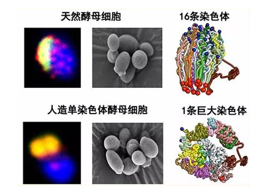 建设出首例人造单染色体真核细胞