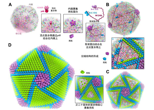 展现非洲猪瘟病毒结构及其组装机制