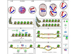 展现人类遗传物质转达的关jian步骤