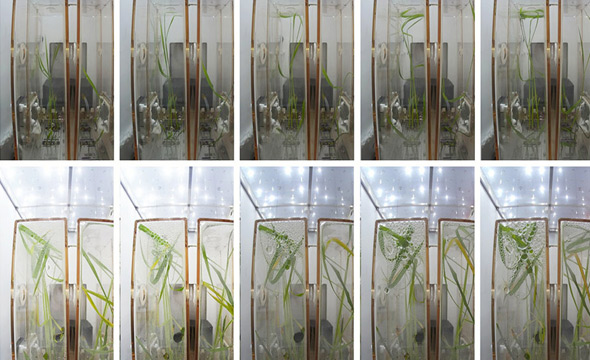 空间应用系统问天实验舱使命希望顺遂 植物生长状态优异