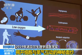 【新闻直播间】2019年诺贝尔心理学或医学奖：揭开细胞与氧气互动的神秘面纱